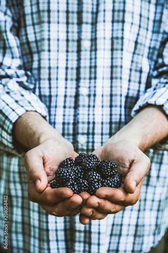 Farmer with blackberries