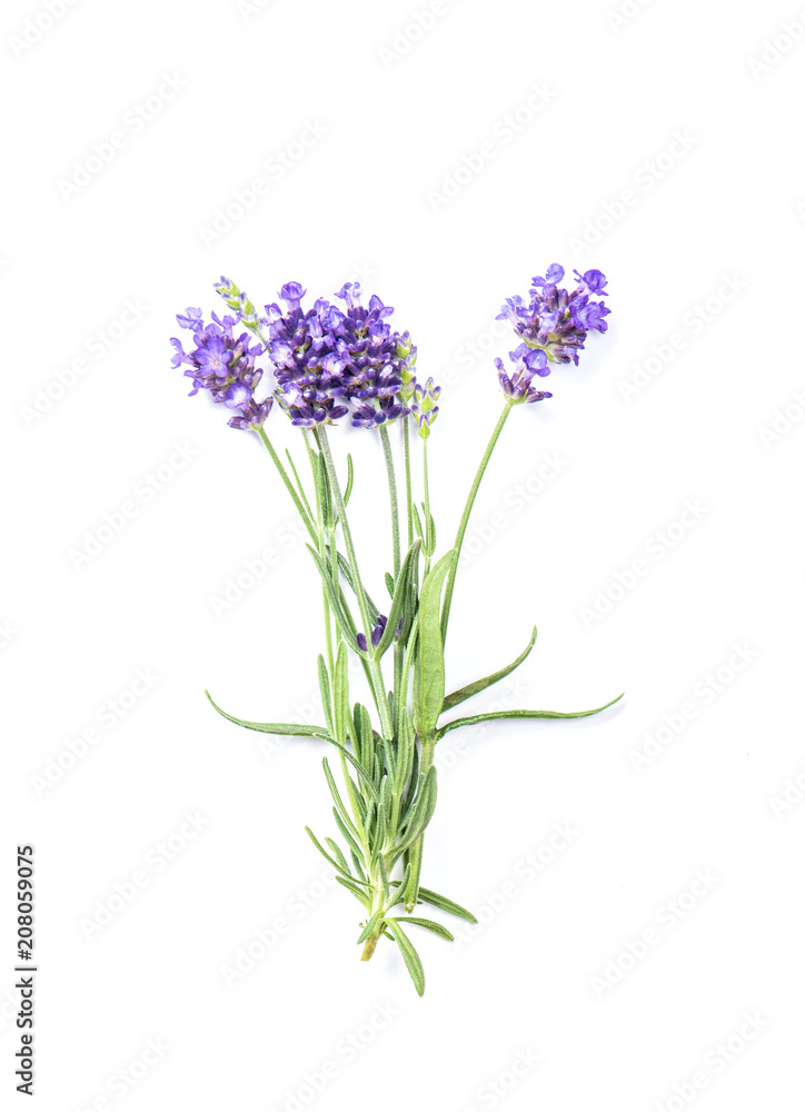 Lavender flower white background Fresh herb closeup