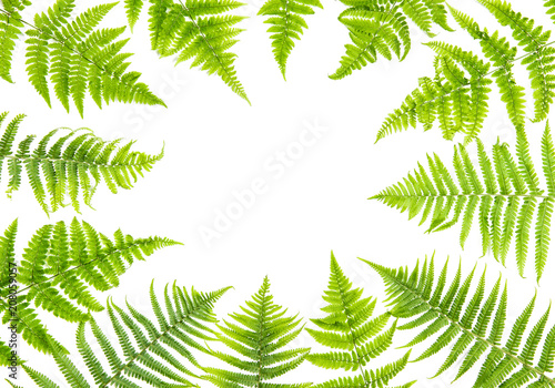 Green fern leaves Floral frame