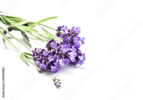 Lavender herb flower closeup white background