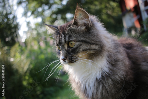 Quadro su tela wunderschöne norwegische Waldkatze