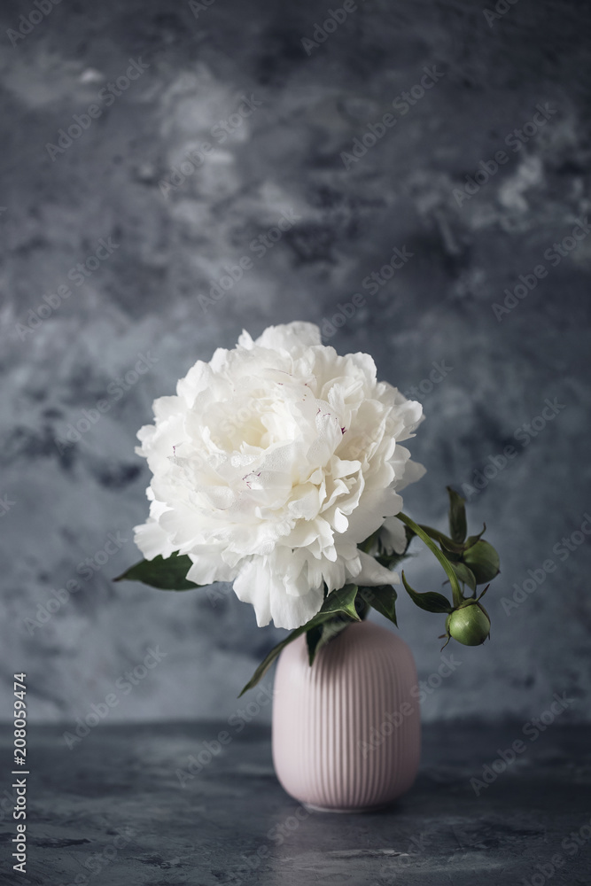 white peonies on a gray background white peonies on a gray background