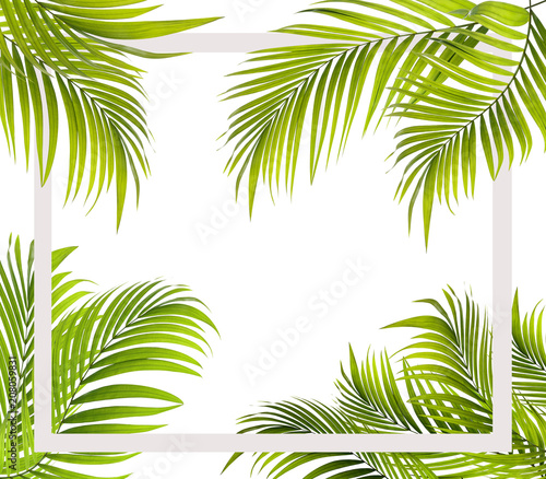 Green leaf of palm tree background © studio2013