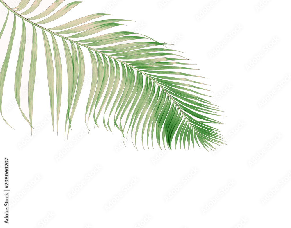 concept summer with green palm leaf from tropical . frond floral leaves branches tree isolated on white pattern background. flat lay, top view.