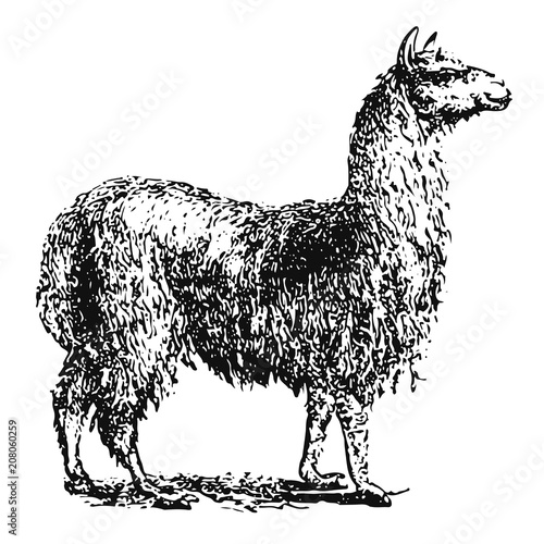 Alpaca #vector #isolated - Alpaka