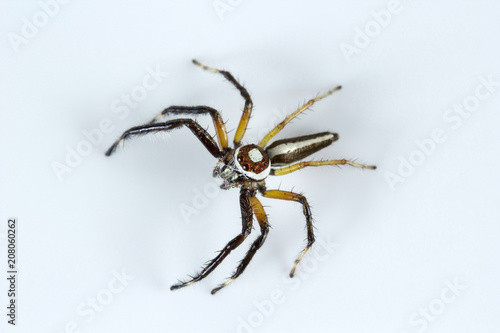 Jumping spider, Telamonia dimidiata, Salticidae, Bangalore