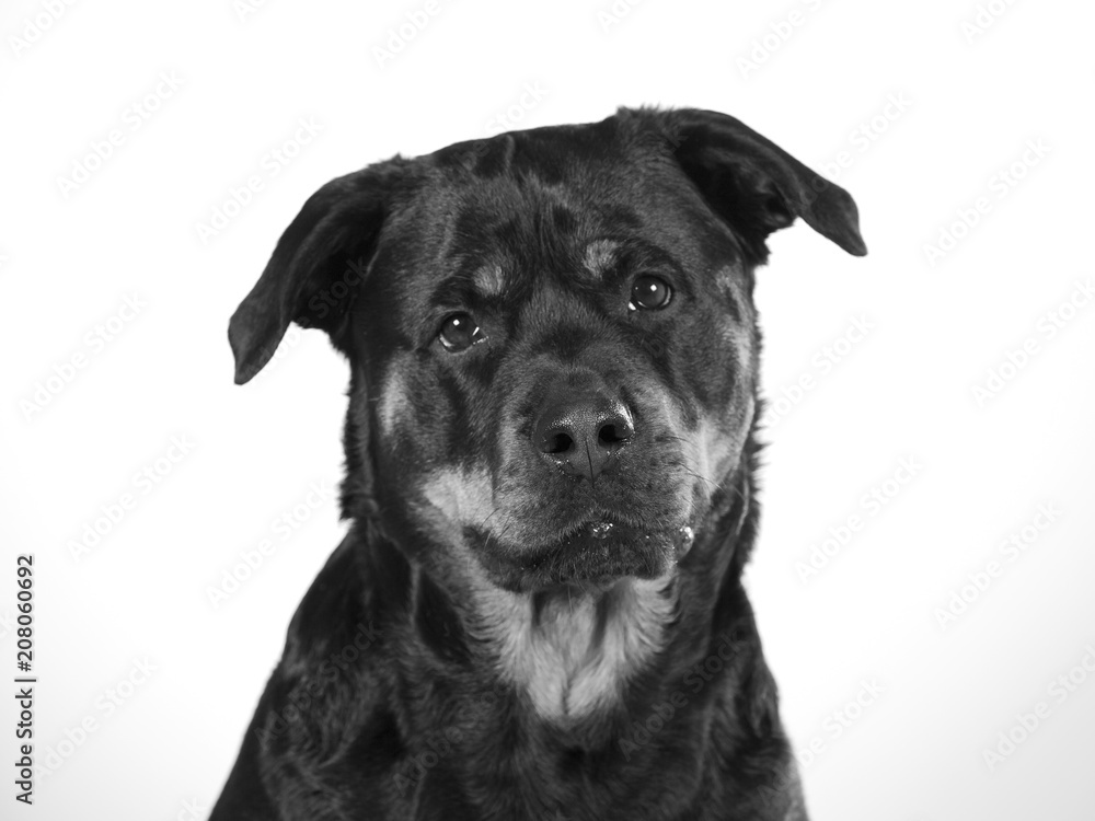 Black and white clearance rottweiler