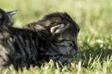 two little kittens playing on the lawn