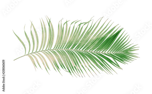 concept summer with green palm leaf from tropical . frond floral leaves branches tree isolated on white pattern background. flat lay  top view.