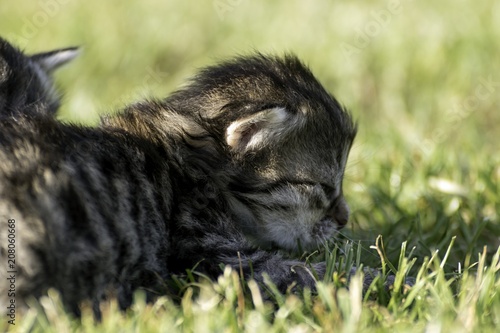 two little kittens playing on the lawn