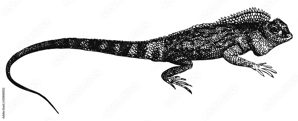Naklejka premium Iguana #vector #isolated - Leguan
