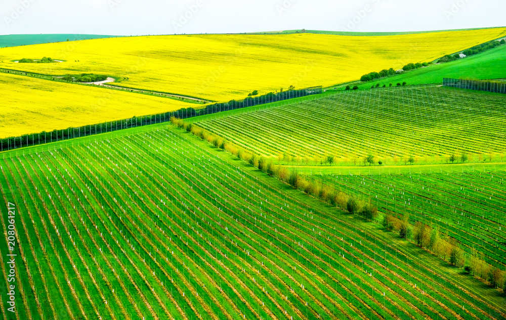English vineyard with lines of green grapevines on a green field with a yellow rapefiled growing next to the vineyard
