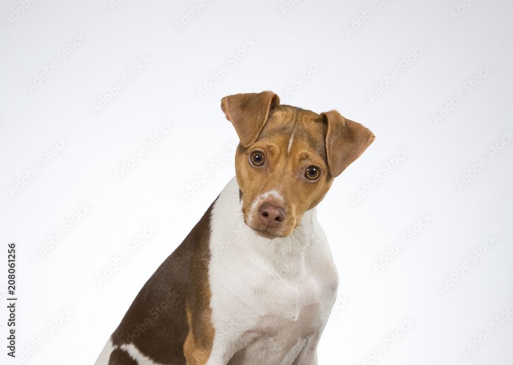 Funny dog portrait, dog is tilting it's head funny looking. Copy space.