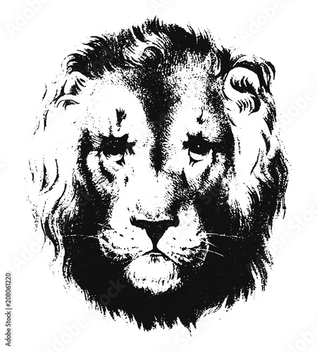 Fototapeta Naklejka Na Ścianę i Meble -  Lion head #vector #isolated - Löwenkopf
