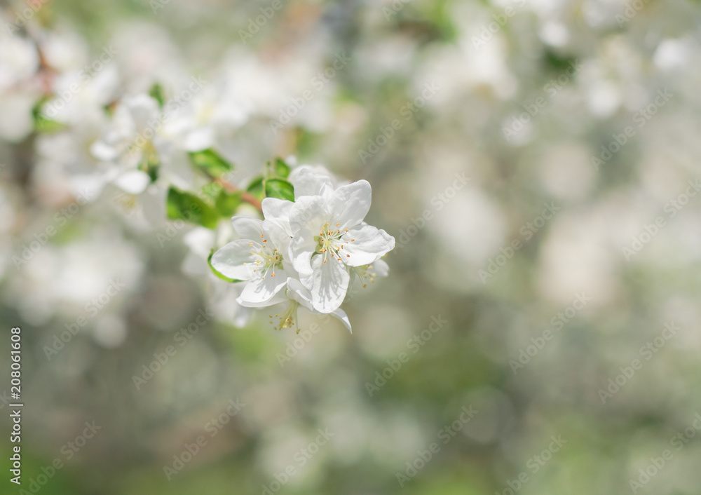 Apple tree