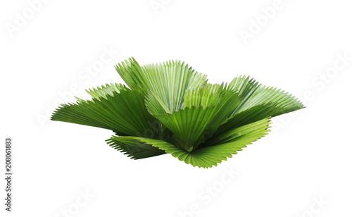 Schilderij op canvas leaf of palm tree isolated on white background.clipping path