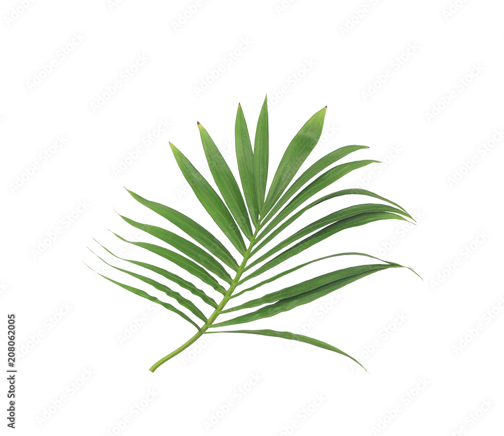 green leaf of palm tree isolated on white background green leaf of palm tree isolated on white background