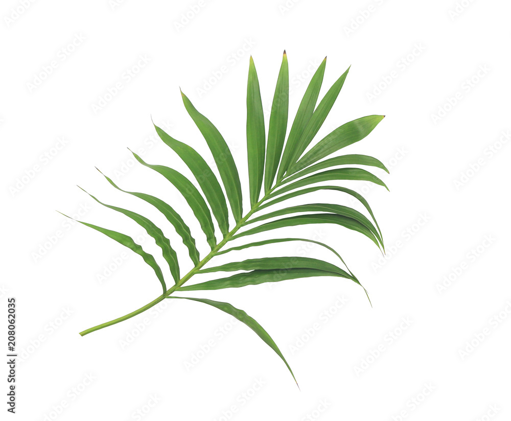 green leaf of palm tree isolated on white background green leaf of palm tree isolated on white background