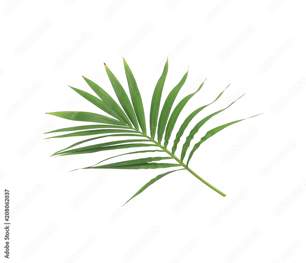 green leaf of palm tree isolated on white background