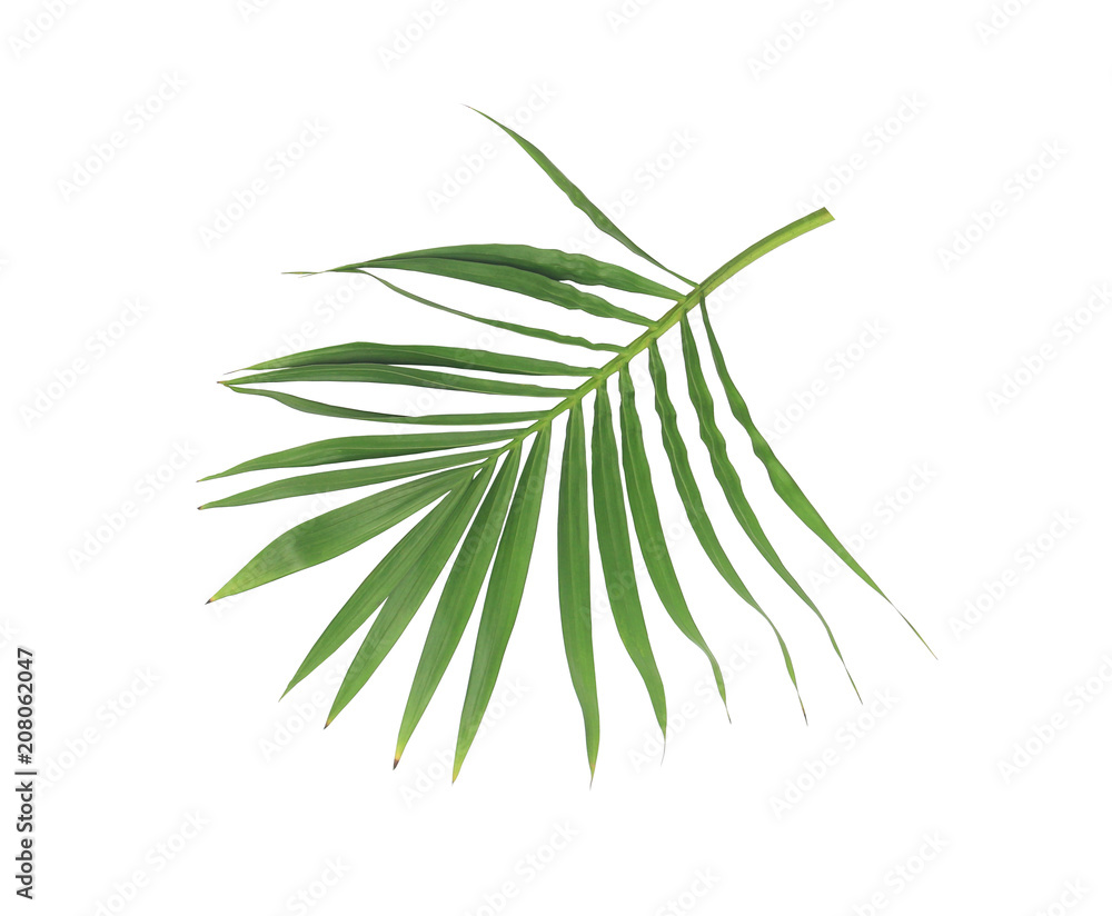 Fototapeta premium green leaf of palm tree isolated on white background