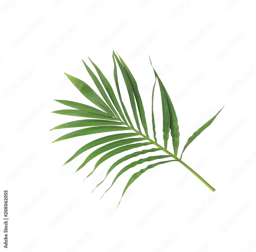 green leaf of palm tree isolated on white background green leaf of palm tree isolated on white background