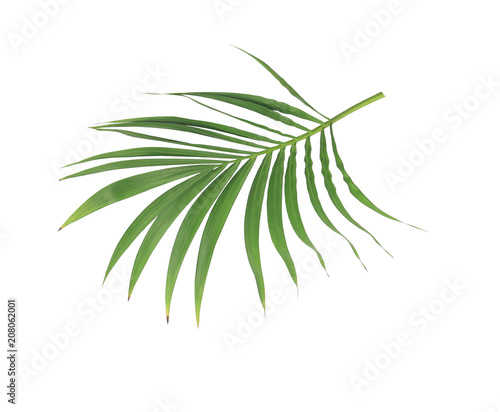 green leaf of palm tree isolated on white background © studio2013