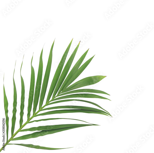 green leaf of palm tree isolated on white background