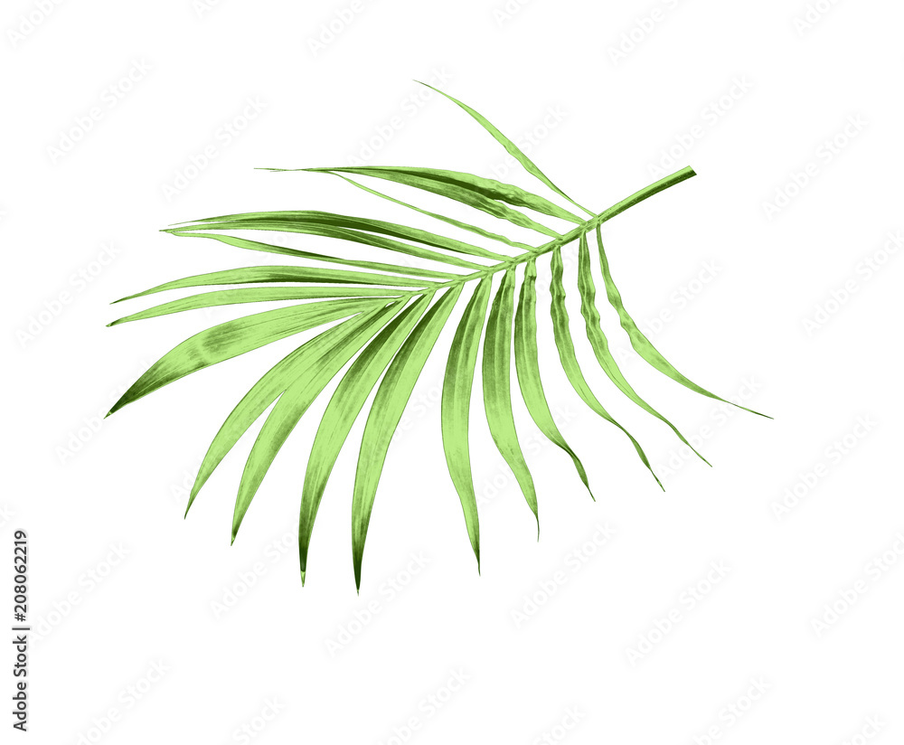 green leaf of palm tree isolated on white background green leaf of palm tree isolated on white background
