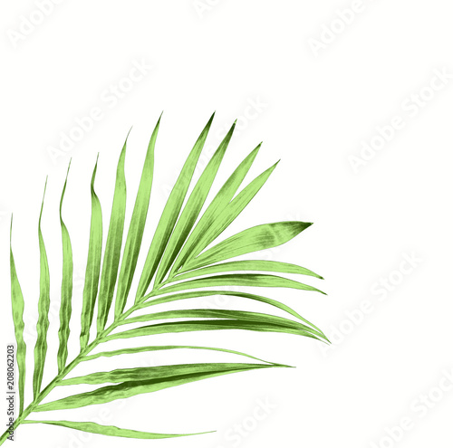 Fototapeta Naklejka Na Ścianę i Meble -  green leaf of palm tree isolated on white background
