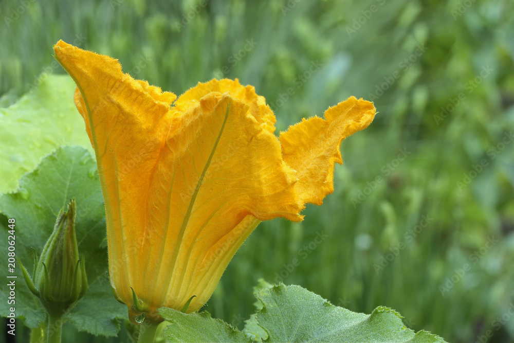 Cucurbita pepo subsp. pepo zucchini courgette yellow blossom in a vegetable garden Cucurbita pepo subsp. pepo zucchini courgette yellow blossom in a vegetable garden