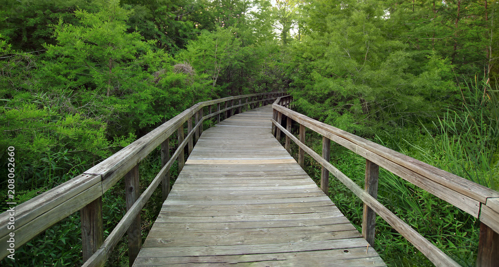 Fototapeta premium Curving walkway through lush vegetation in the early morning