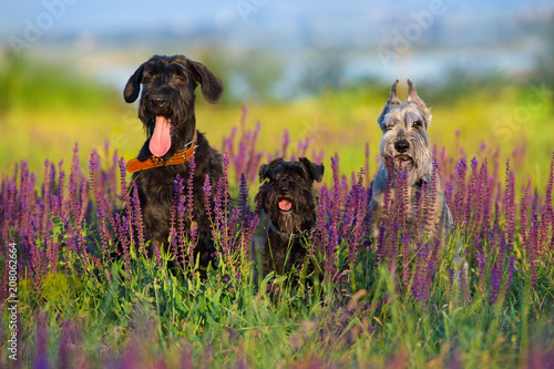 Fototapeta Naklejka Na Ścianę i Meble -  Riesen mittel  zwerg schnauzer dog close up portrait in violet flowers