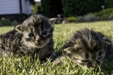 two little kittens playing on the lawn