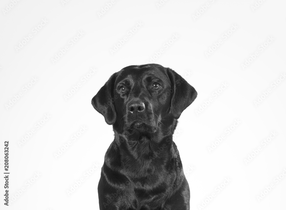 Black and white portrait of a dog isolated on white. Copy space. Dog breed is a labrador.