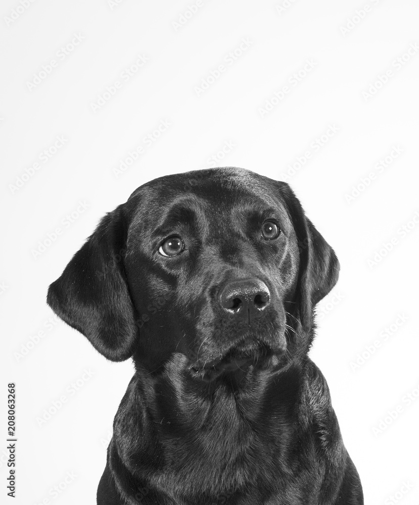 Black and white portrait of a dog isolated on white. Copy space. Dog breed is a labrador.