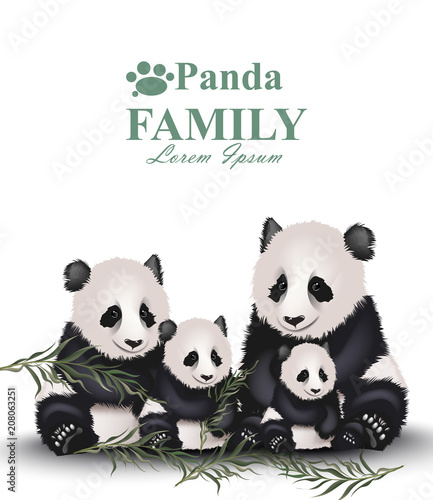 Panda family Vector. Cute animals detailed illustrations