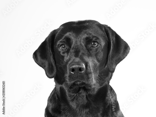 Black and white portrait of a dog isolated on white. Copy space. Dog breed is a labrador.