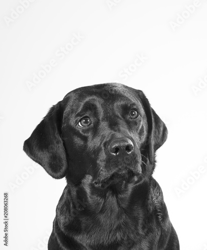 Black and white portrait of a dog isolated on white. Copy space. Dog breed is a labrador.