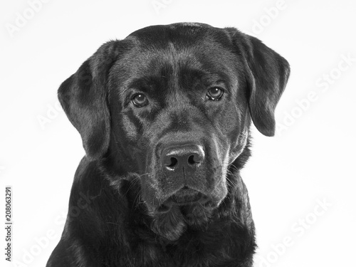 Black and white portrait of a dog isolated on white. Copy space. Dog breed is a labrador. © Jne Valokuvaus