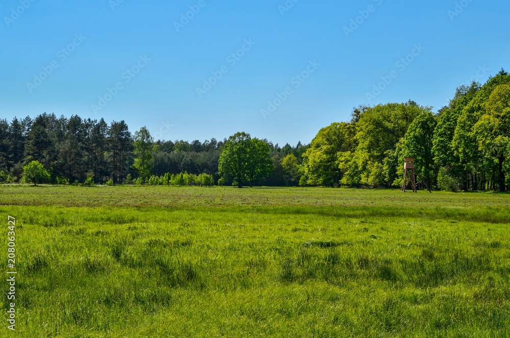 Sunny spring landscape. A hunting tower on a clearing in a green forest.