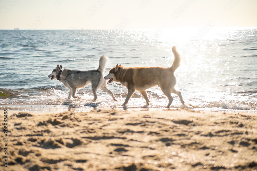 Naklejka premium Two dogs walking on the sea shore