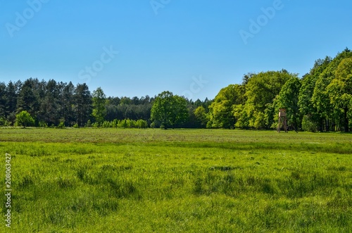 Sunny spring landscape. A hunting tower on a clearing in a green forest.