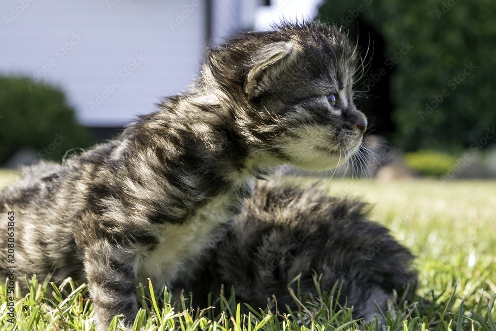 two little kittens playing on the lawn two little kittens playing on the lawn