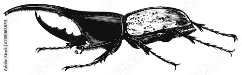 Hercules beetle - Dynastes hercules #vector #isolated - Herkuleskäfer