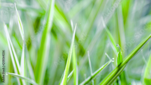 Close up of fresh thick grass nature background