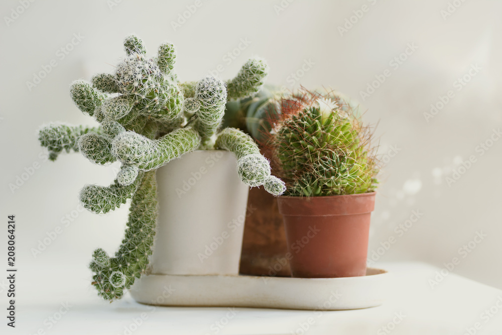 custom made wallpaper toronto digitalcactus closeup on background