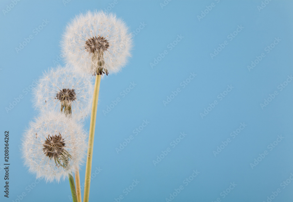 white, fluffy dandelions on a blue background white, fluffy dandelions on a blue background