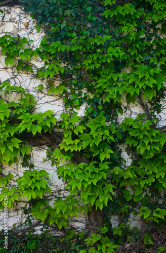 The Green creeper plant on a white wall © salomatin_ov