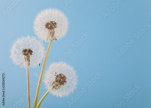 white, fluffy dandelions on a blue background