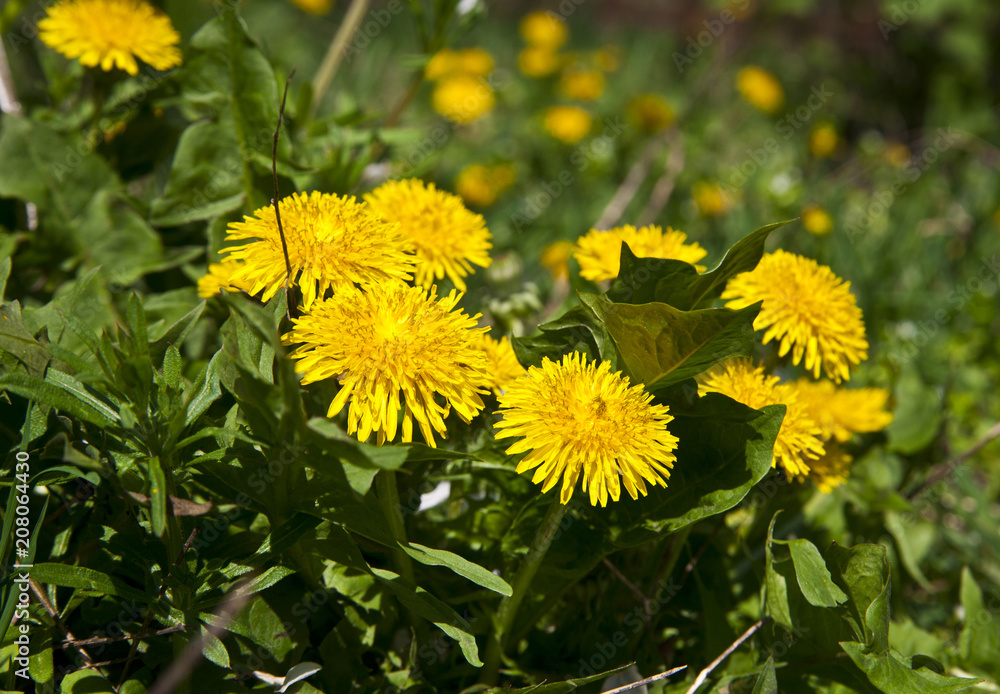 spring landscape yellow dandelion flowers in the grass spring landscape yellow dandelion flowers in the grass